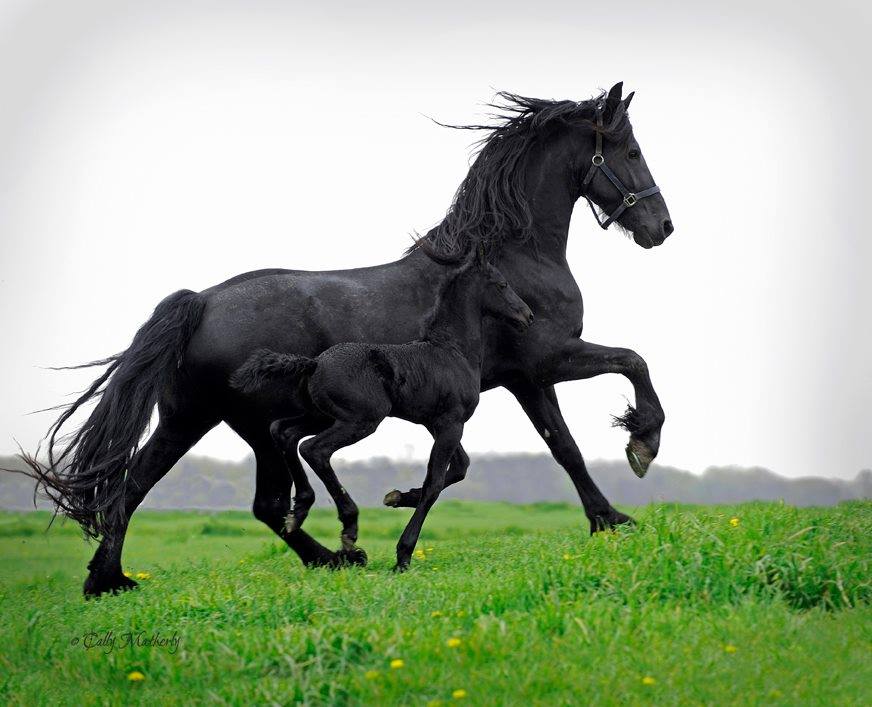 Black mare with spring Foal